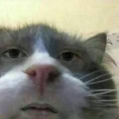 lTsSharky